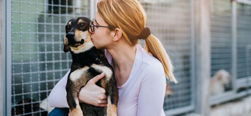 Как взять собаку из приюта: что нужно знать
