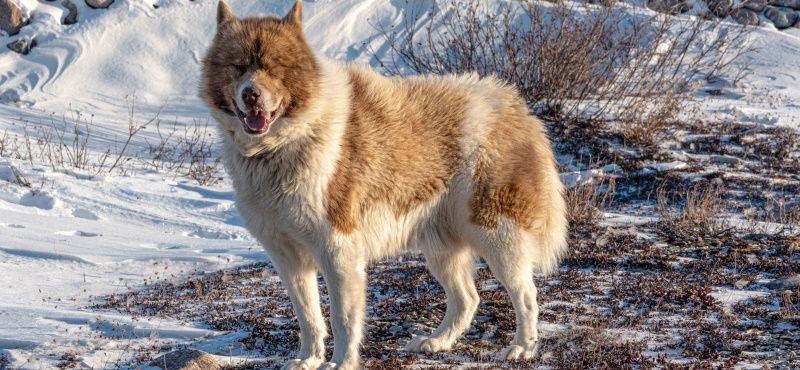 Катание на собаках: виды и особенности