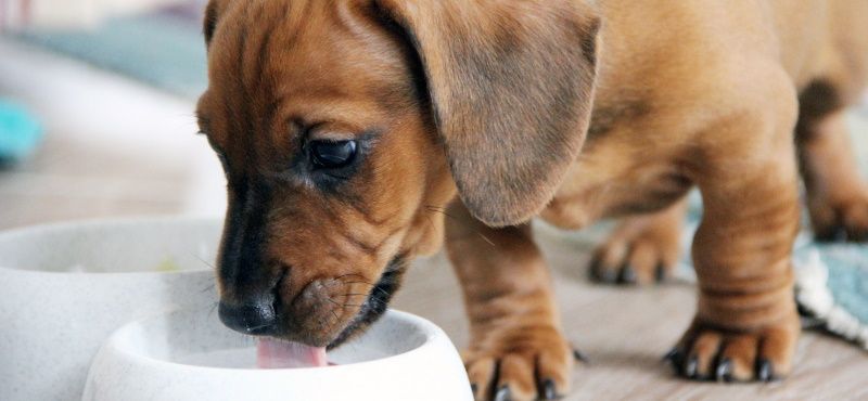 Молоко для собак: советы