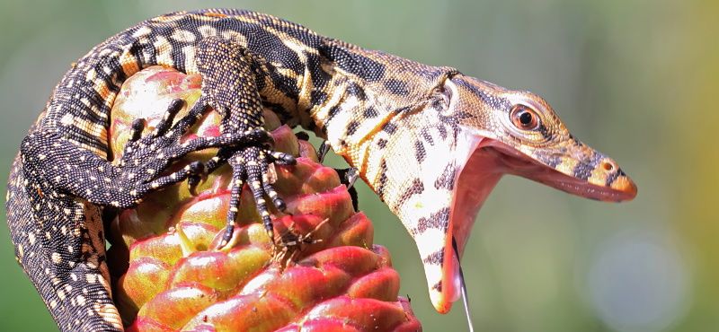 Как содержать варана в домашних условиях
