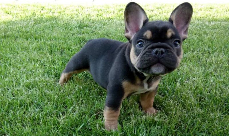 Французский бульдог – порода собак