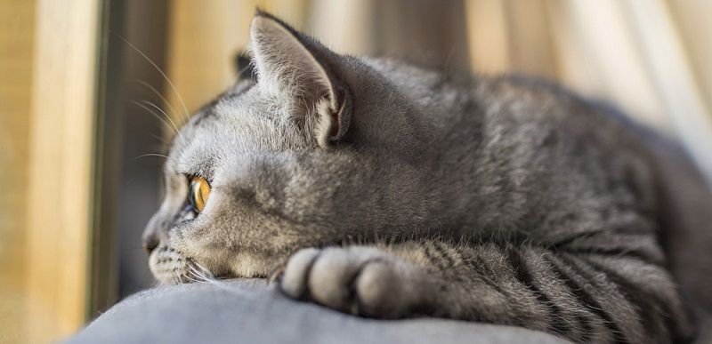 Успокоительные на основе феромонов