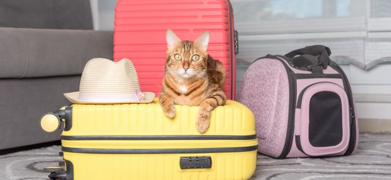 Выбираем рюкзак-переноску Выбираем рюкзак-переноску