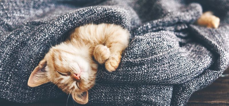 Какую породу кошки выбрать?