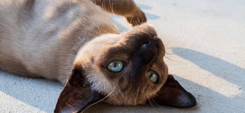 Тонкинская кошка: описание породы, характер, уход