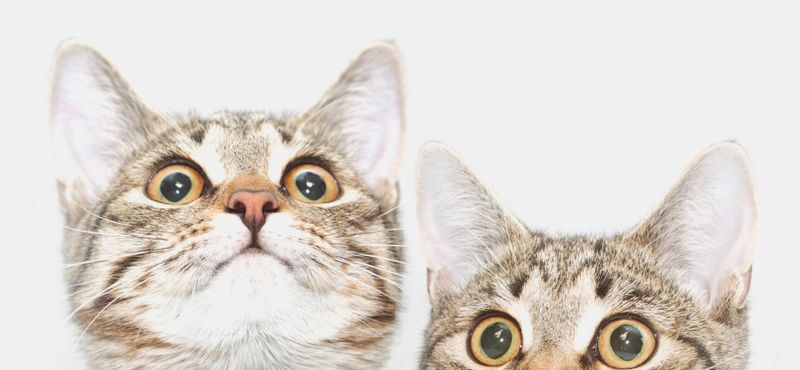 Какой корм для котят выбрать?