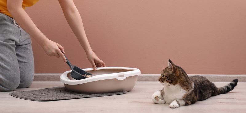 Как отучить кота метить территорию Как отучить кота метить территорию