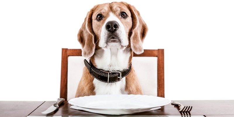 Чем кормить кастрированную собаку?