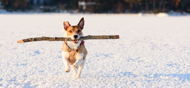 Как гулять с собакой в слякоть и гололед
