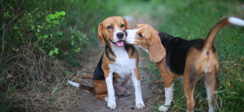 Бигль - порода собак Бигль - порода собак