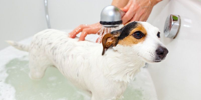 Шампунь для собак: какой купить и как мыть