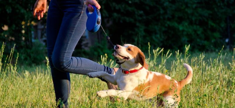 Рулетки для собак Flexi – немецкое качество и современный дизайн