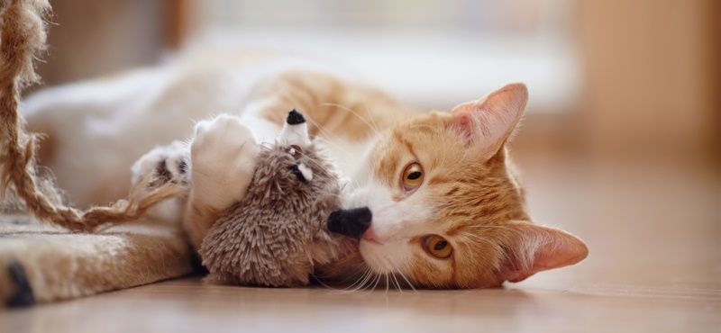 Интерактивные игрушки для кошек: что выбрать