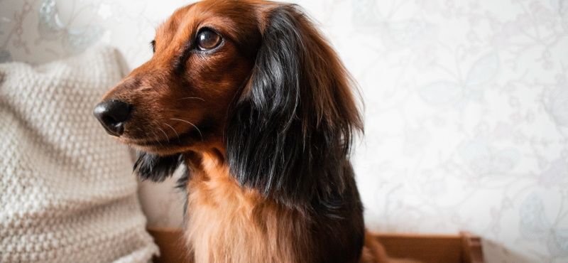 Такса: особенности породы, характер, содержание