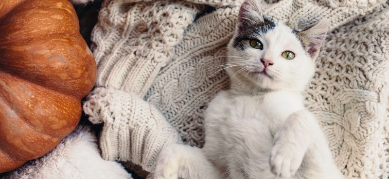 Пробиотики для кошек