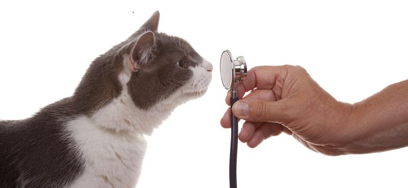 Аллергия у кошек: причины и советы по лечению