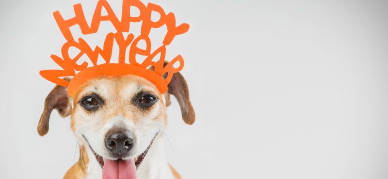 Празднуем Новый год вместе с питомцем
