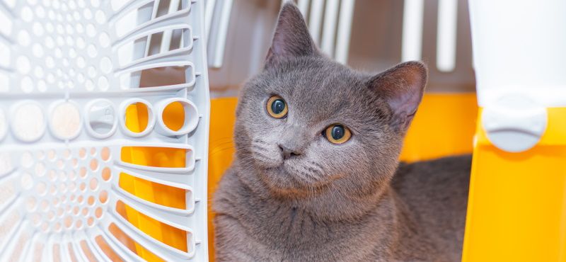 Как правильно перевозить питомцев в общественном транспорте Как правильно перевозить питомцев в общественном транспорте