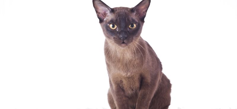 Тонкинская кошка: описание породы, характер, уход