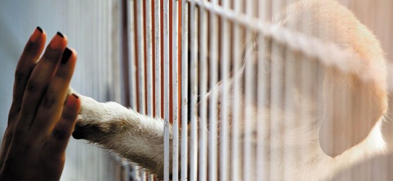 В каком приюте можно взять собаку?