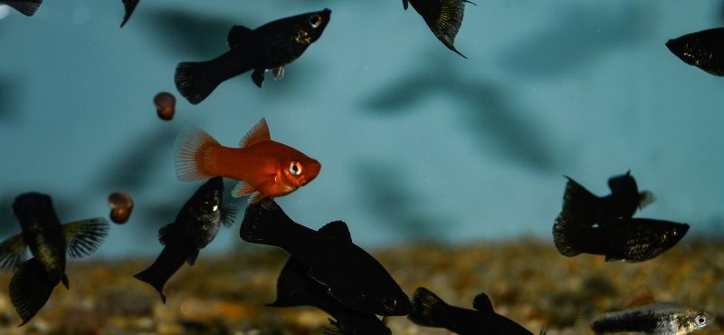 Моллинезия Моллинезия