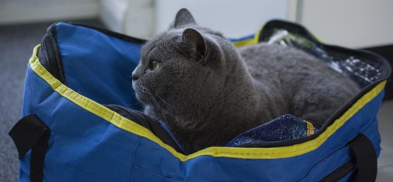Путешествие с кошкой в поезде: о чем важно знать