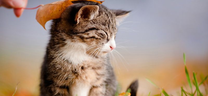 Пробиотики для кошек