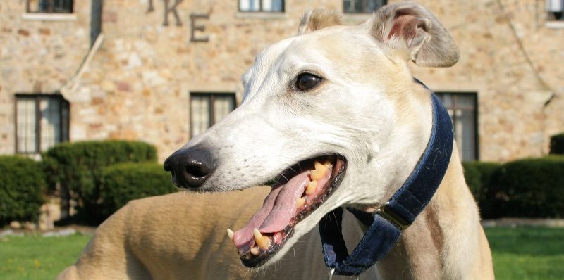 Грейхаунд или английская борзая - порода собак