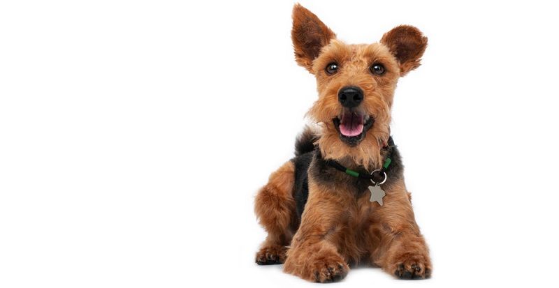 Вельштерьер и эрдельтерьер - отличия пород Вельштерьер и эрдельтерьер - отличия пород