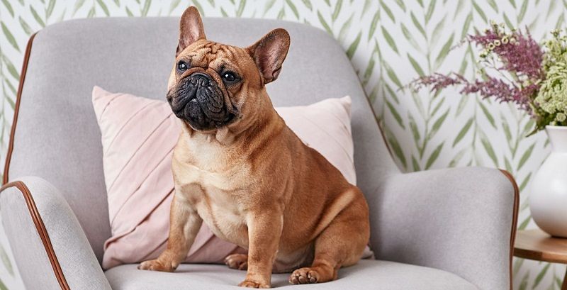 Французский бульдог – порода собак
