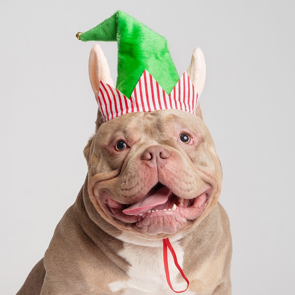 Petmax Колпак безразмерный для собак Эльф, зеленый