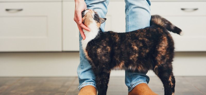 Иммунитет кошек: поддержание и повышение