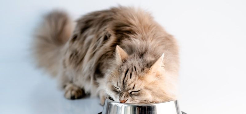 Классификация кормов для кошек