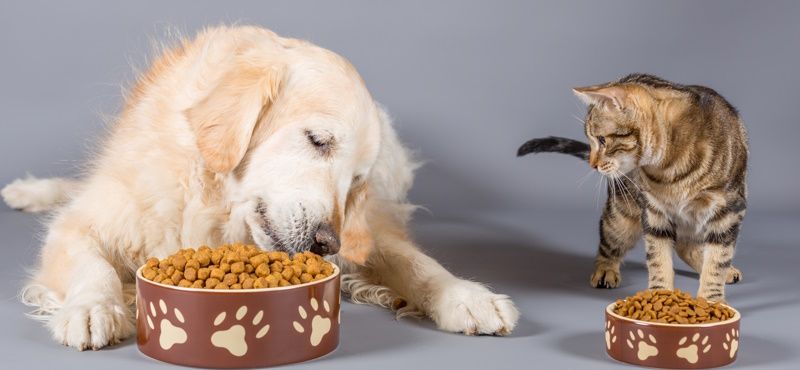 Как правильно хранить сухой корм для собак и кошек?