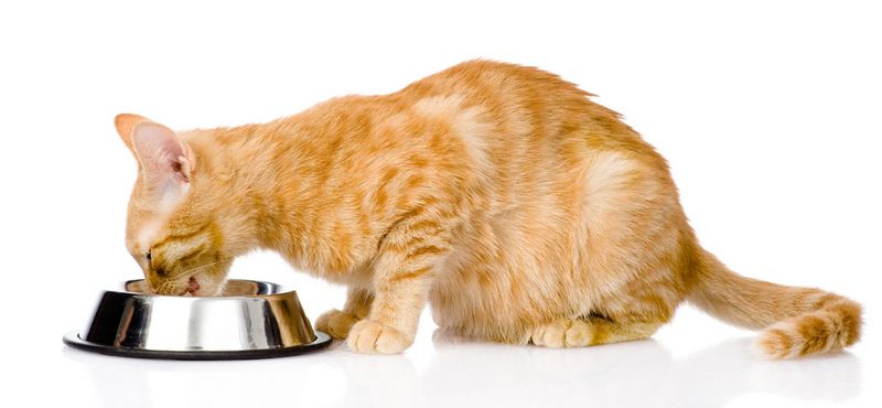 Классы кормов для кошки — что выбрать