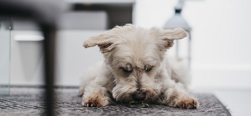 Что делать с щенком с улицы?