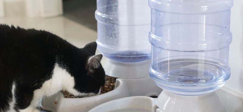 Интерактивные товары для питомцев: обзор игрушек, автокормушек и ошейников с QR-кодом и GPS 