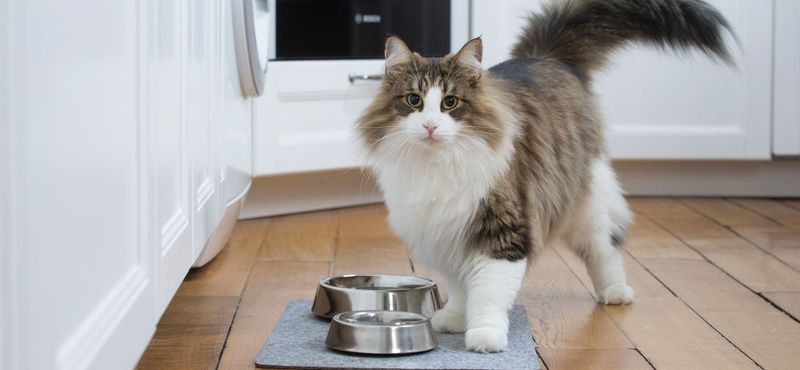 Заболевания желудочно-кишечного тракта у собак и кошек