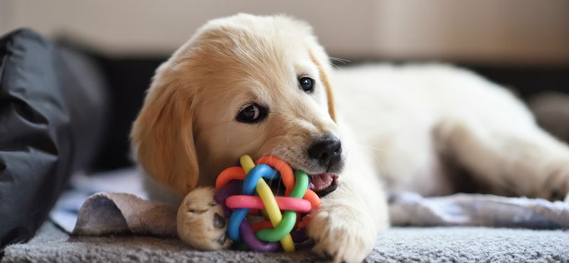 Учимся вместе с котенком и щенком