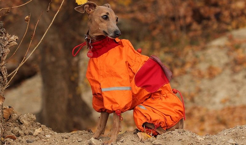 Как часто менять одежду для собаки: гардероб для питомца