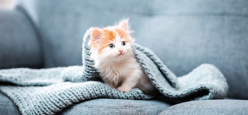 Завели котенка? Подборка необходимых товаров для нового члена семьи!