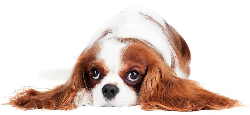 Собаки для детей: обзор пород, которые подойдут ребенку