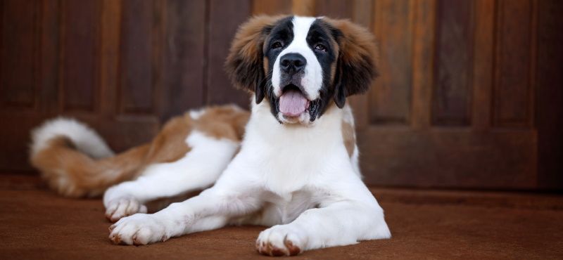 Сенбернар: особенности ухода, характер, содержание