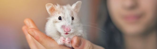 Как спасти питомца от жары?