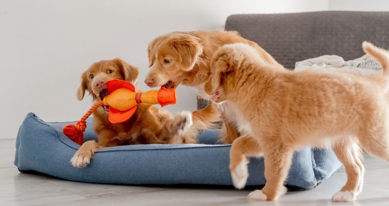 Почему щенку нужен специальный корм