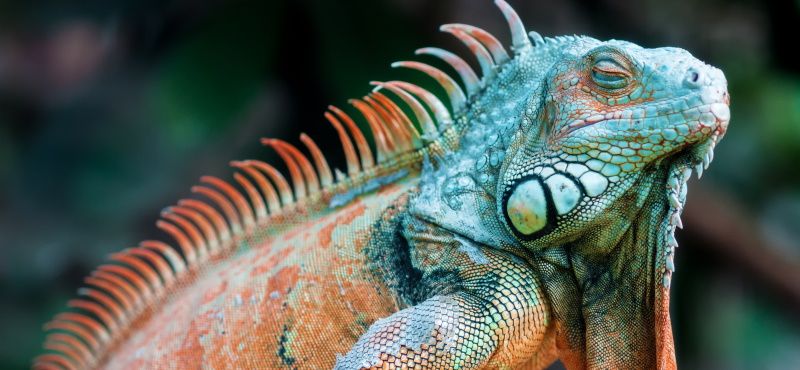 Игуана: содержание и уход в домашних условиях