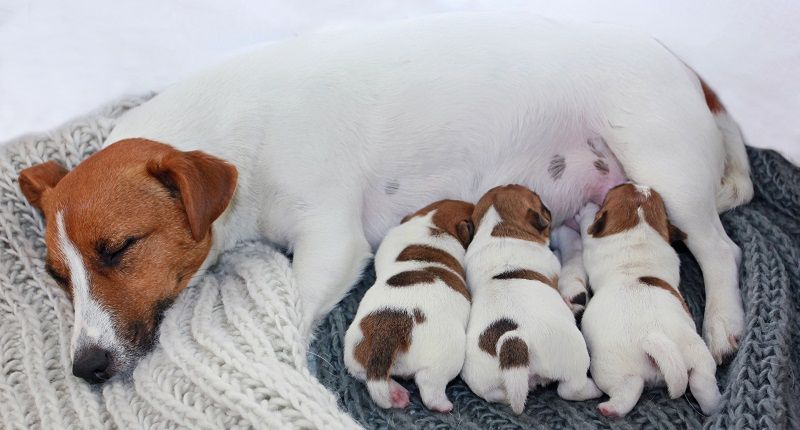 Почему щенку нужен специальный корм