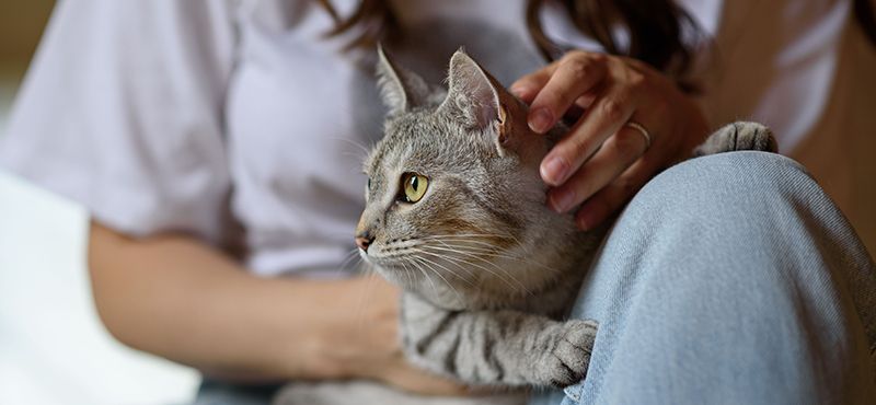 Как сфотографировать питомца