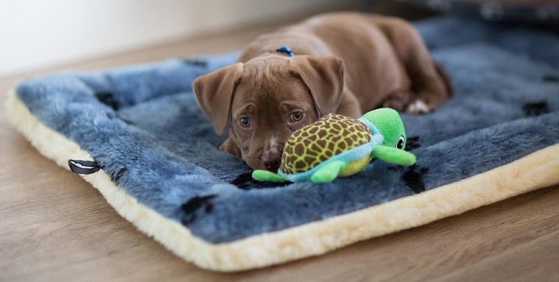 Завели щенка? Подборка необходимых товаров для нового члена семьи!