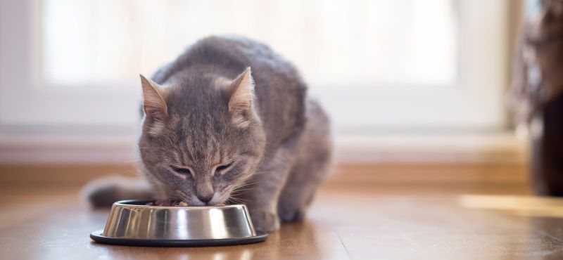 Корма для кошек Royal Canin: обзор